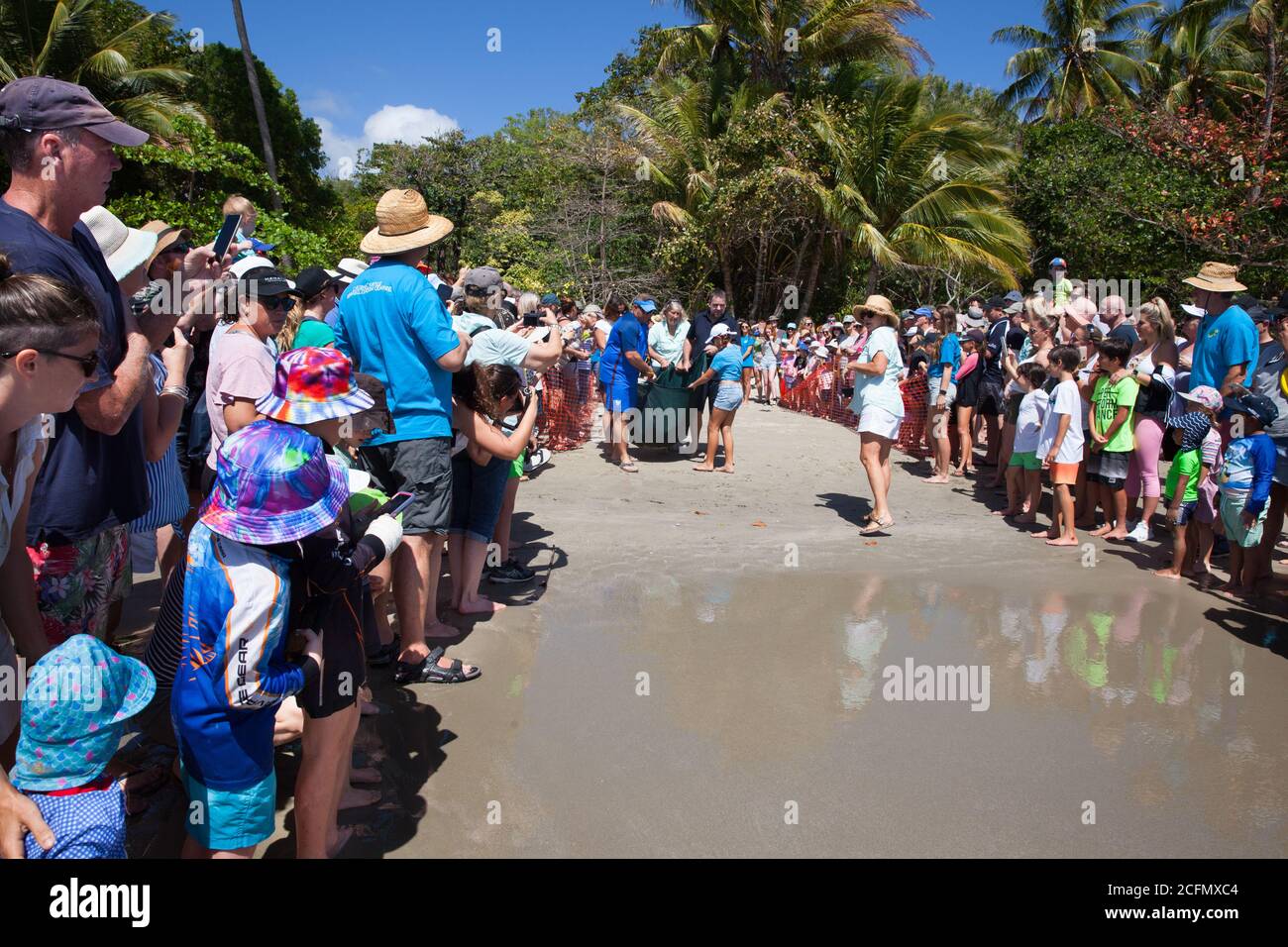 Tartaruga verde riabilitata (Chelonia mydas) rilasciata all'oceano dal Cairns Turtle Rehabilitation Centre. Settembre 2020. Four Mile Bea Foto Stock