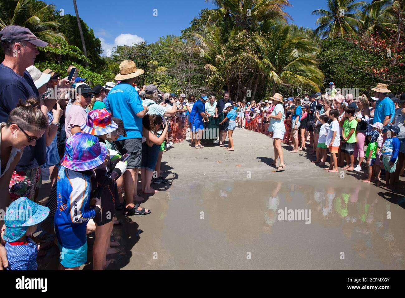 Tartaruga verde riabilitata (Chelonia mydas) rilasciata all'oceano dal Cairns Turtle Rehabilitation Centre. Settembre 2020. Four Mile Bea Foto Stock