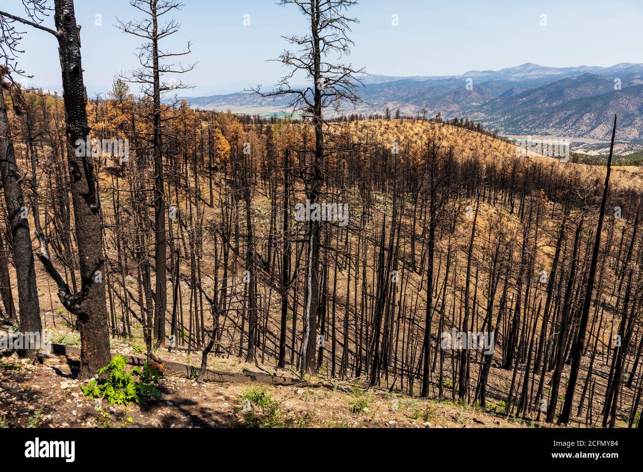 Rigenerazione di alberi e piante bruciate in un incendio boschivo; Montagne Rocciose, Colorado centrale, Stati Uniti Foto Stock
