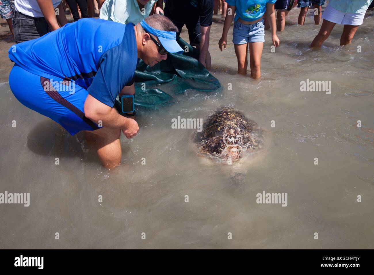 Tartaruga verde riabilitata (Chelonia mydas) rilasciata all'oceano dal Cairns Turtle Rehabilitation Centre. Settembre 2020. Four Mile Bea Foto Stock
