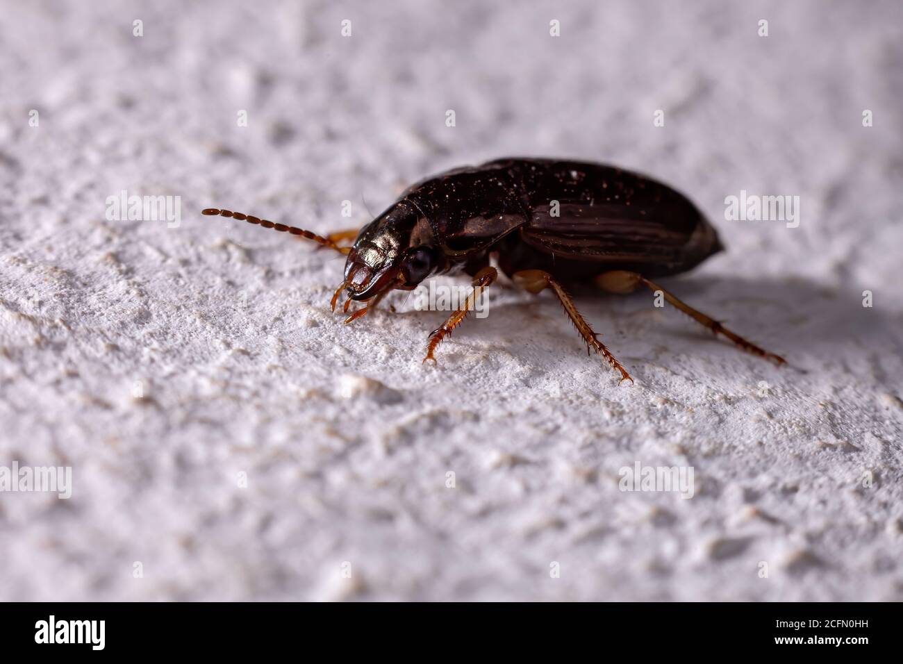 Coleottero di terra della sottofamiglia Harpalinae Foto Stock