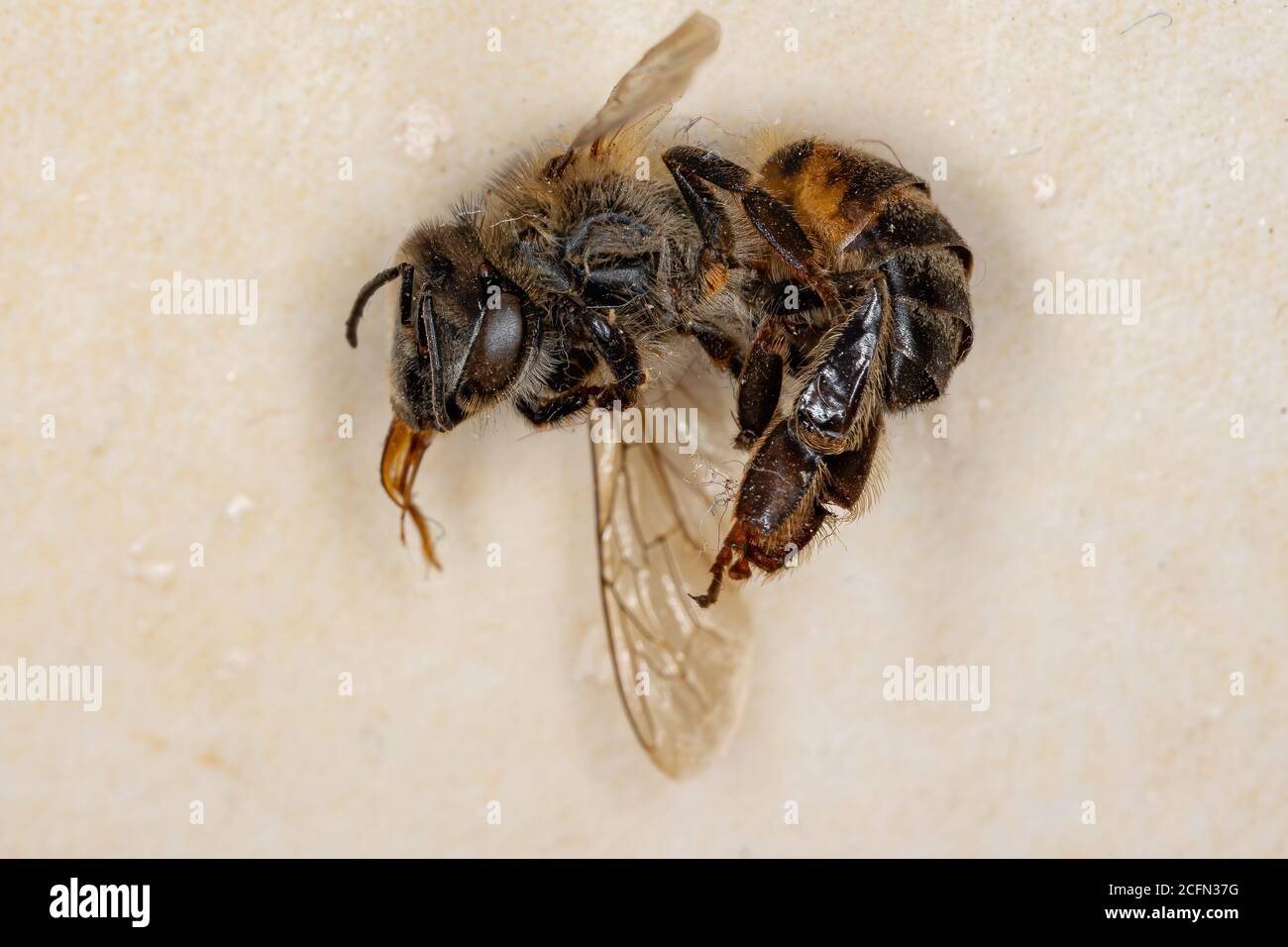 Western Honey Bee morto della specie Apis mellifera Foto Stock
