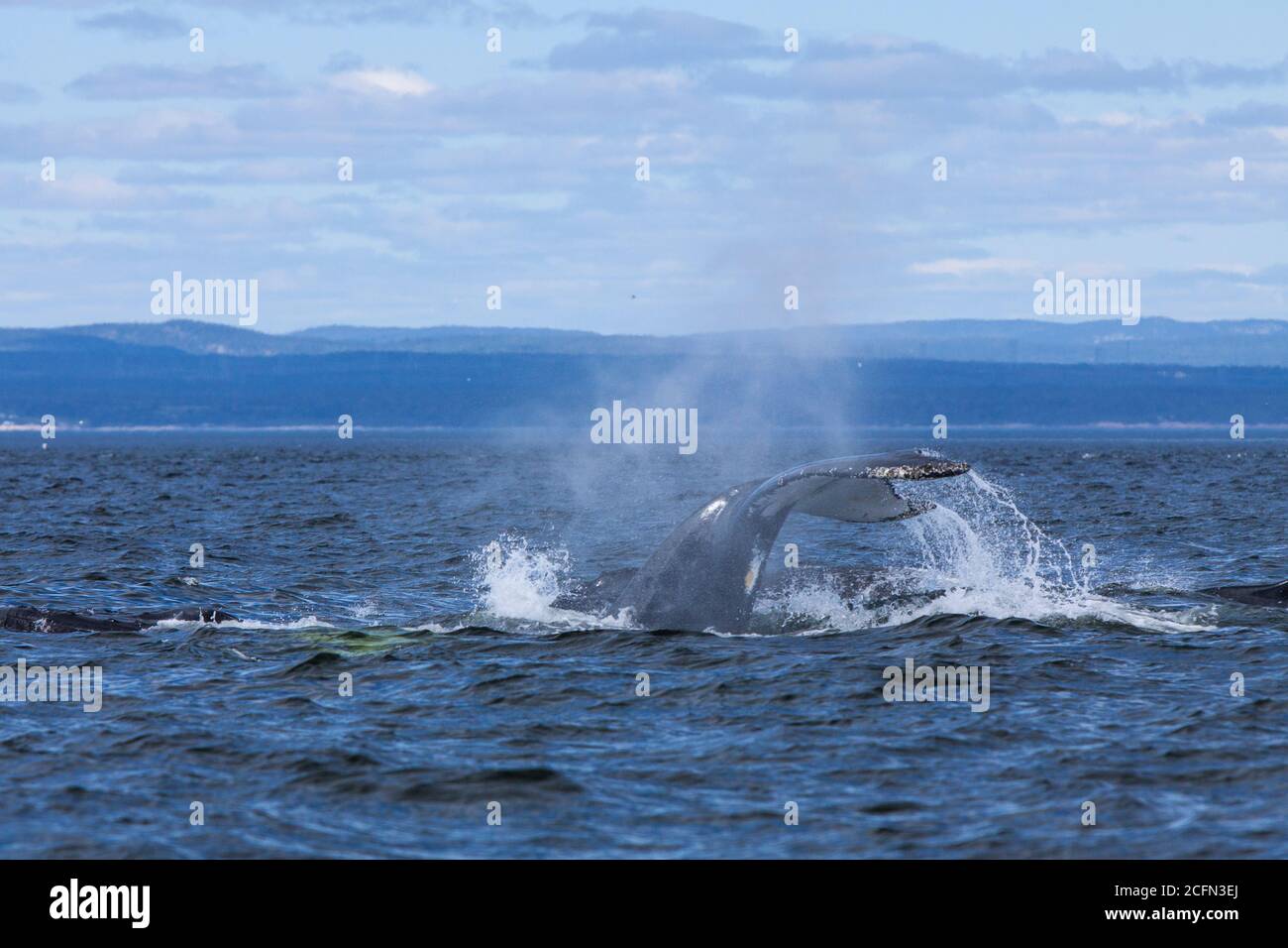 Avvistamento di balene a Tadoussac, Quebec, Canada, sul fiume San Lorenzo Foto Stock