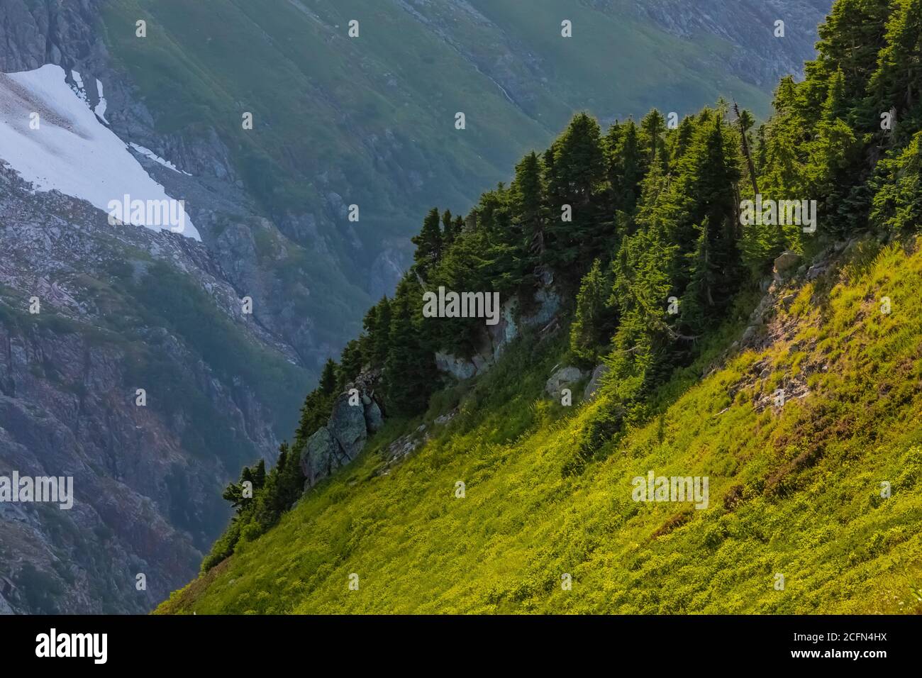 Prato subalpino lungo Sahale Arm Trail, North Cascades National Park, Washington state, USA Foto Stock