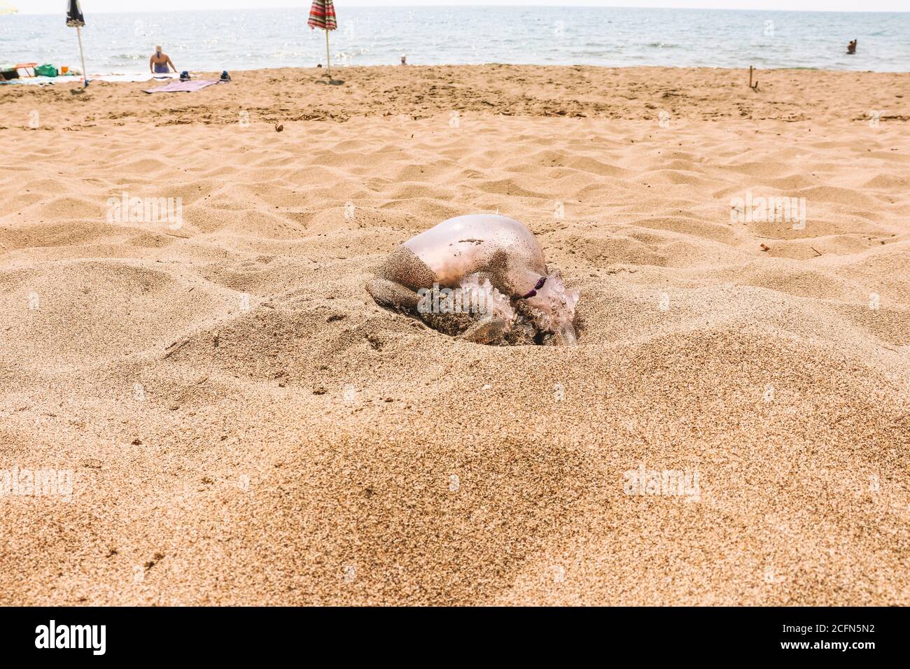 Grande medusa su una spiaggia di sabbia gialla il giorno d'estate Foto Stock