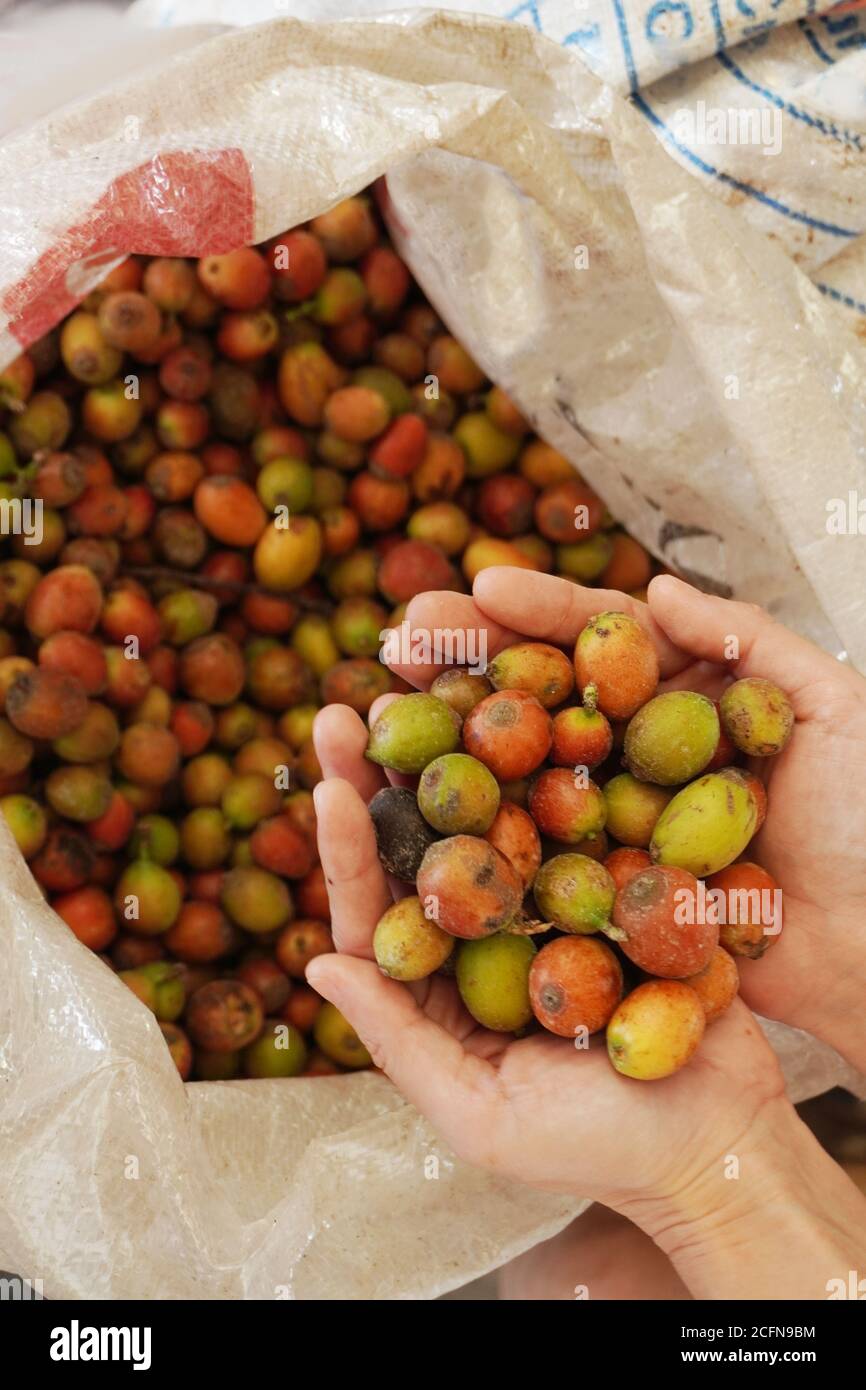 La frutta del caffè è un tipo di frutta di pietra prodotta dalla pianta del caffè. Foto Stock