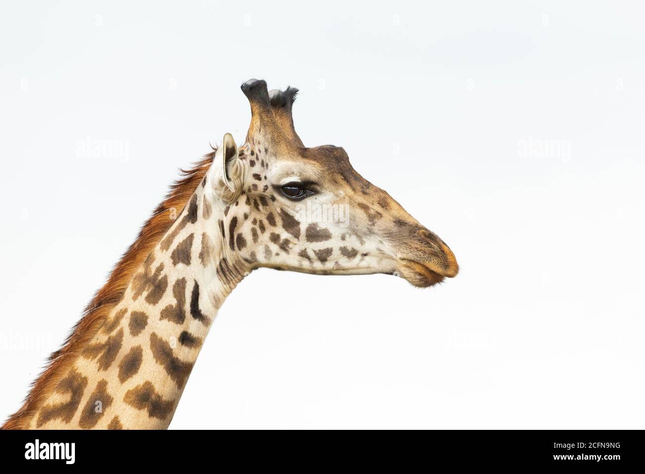 Ritratto orizzontale di una giraffa maschile tagliata su bianco A Masai Mara in Kenya Foto Stock