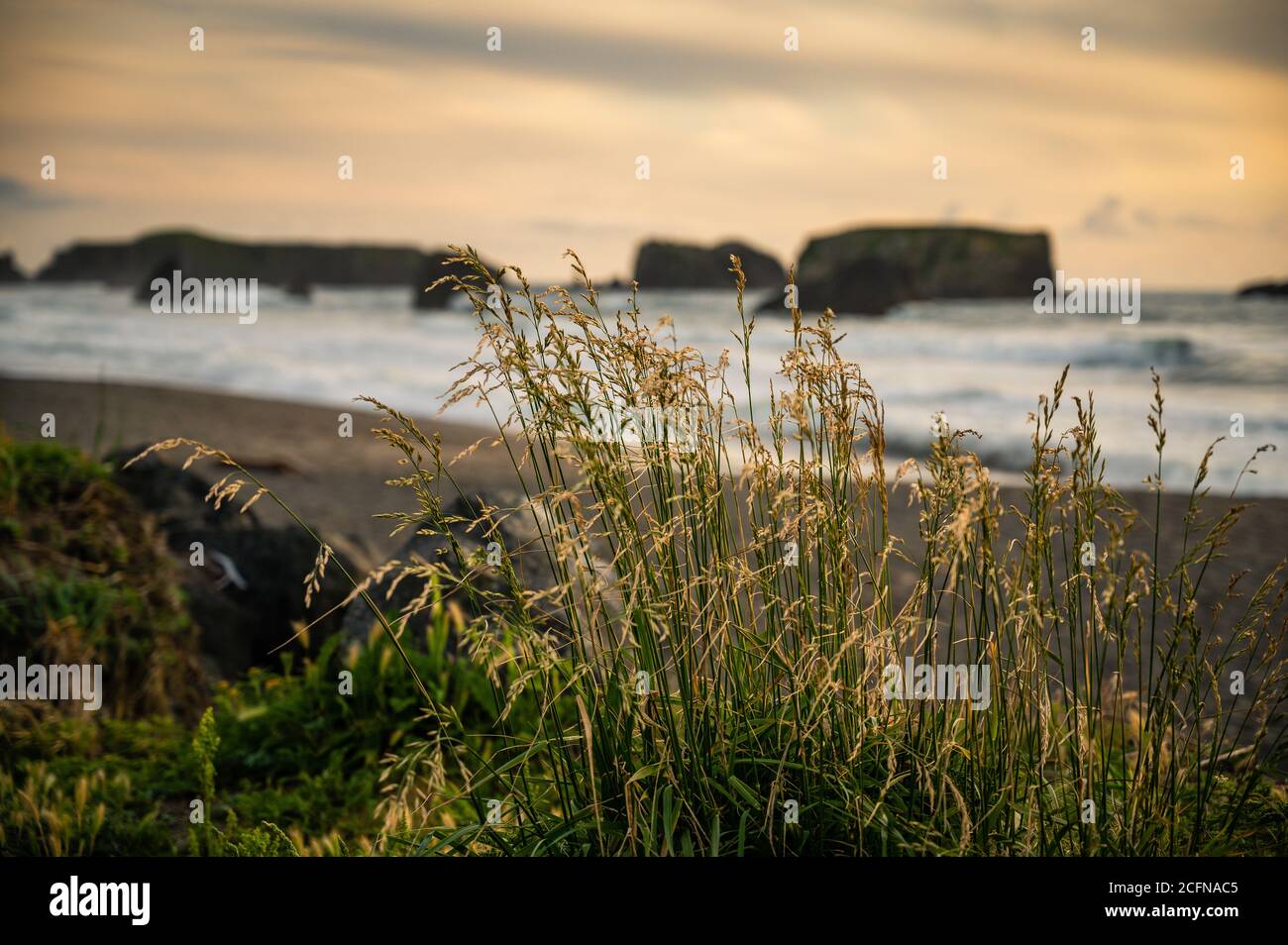 Canne in primo piano di stack di mare costieri al tramonto Foto Stock