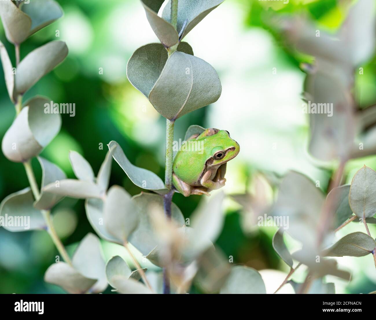 Rana giapponese su una foglia di eucalipto Foto Stock