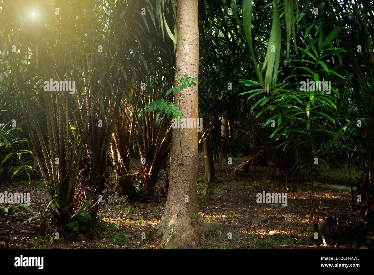 Albero di agarwood in un giardino frutteto all'alba. Agarwood come oro liquido di agricoltura nel sud-est asiatico. Fuoco su albero di agarwood. Foto Stock