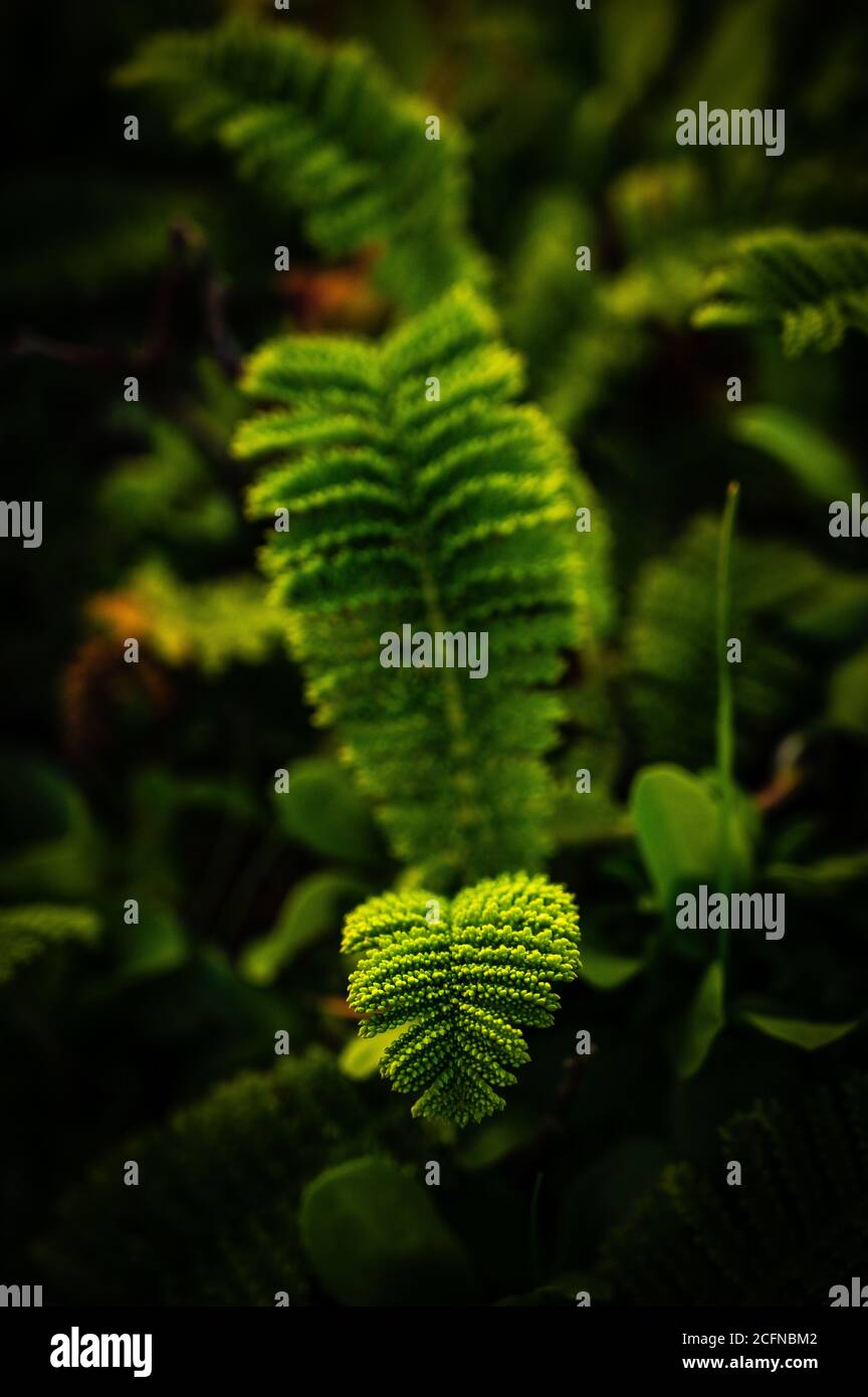 Primo piano di una foglia verde brillante, immagine verticale Foto Stock