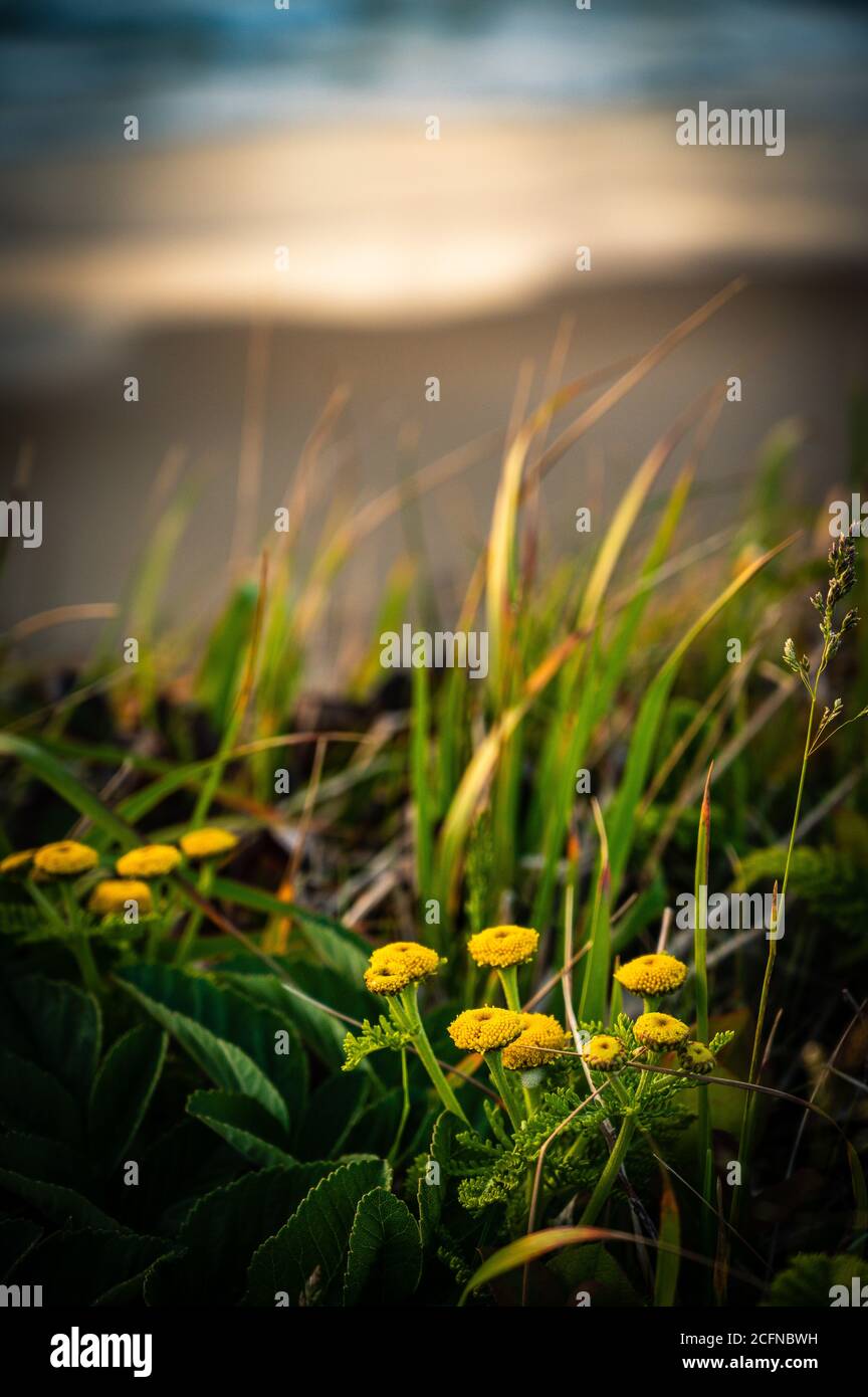 Fiori selvatici colorati e verde erba brillante sulla scogliera a Oregon Coast, immagine verticale Foto Stock