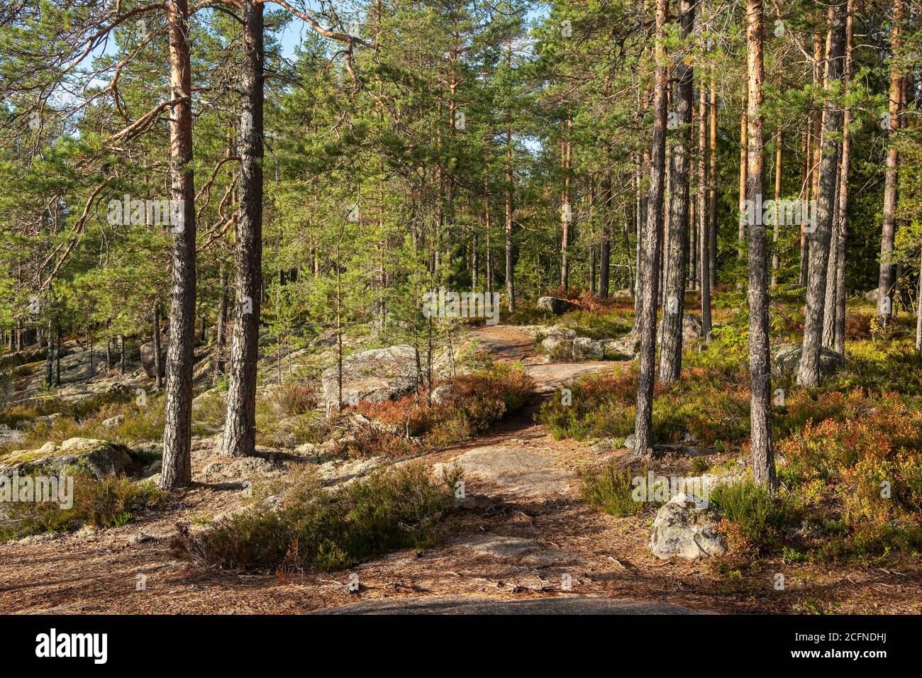 Percorso forestale autunnale nel Parco Nazionale di Repovesi, Finlandia Foto Stock