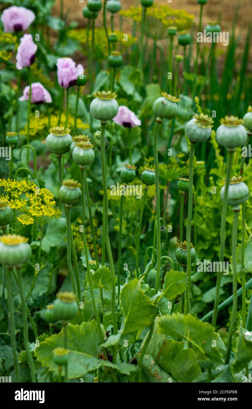 Un cespuglio di papaveri rosa con teste di semi verdi non ancora maturate. Foto Stock