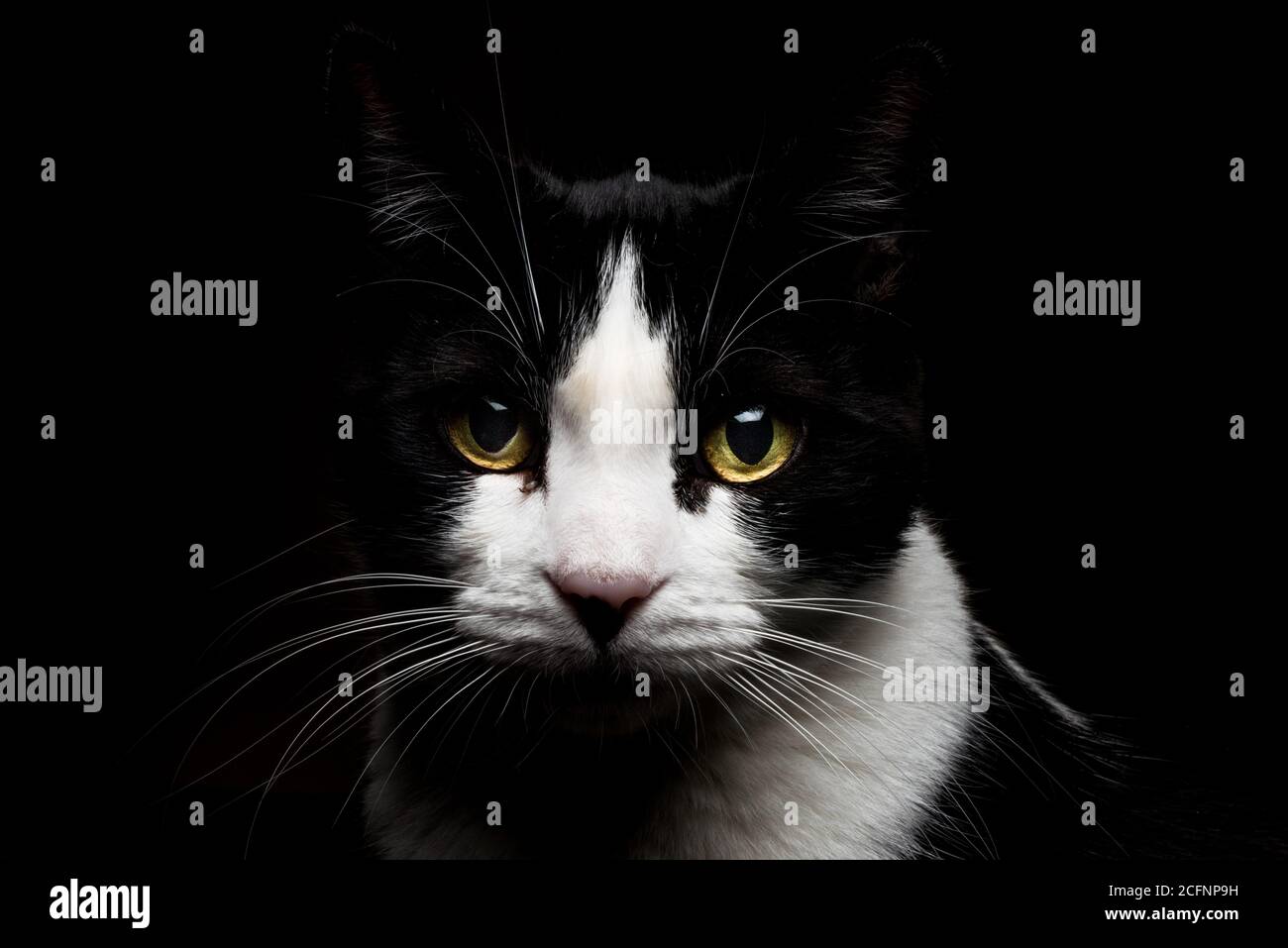 Un ritratto di un gatto bianco e nero nel scuro Foto Stock