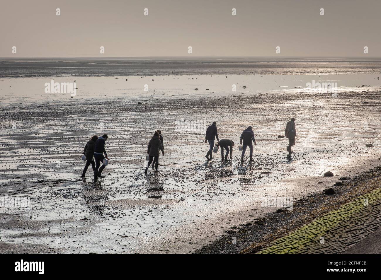 Paesi Bassi, Isola di Texel, De Cocksdorp, Mare di Wadden, bassa marea, fango appartamenti. Persone in cerca di ostriche. Wadden Sea, UNESCO, Patrimonio dell'Umanità. Foto Stock