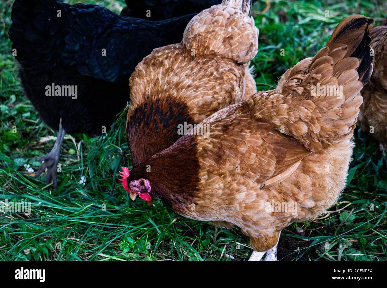 I polli multicolore sono alla ricerca di cibo in un cortile rurale. Foto Stock