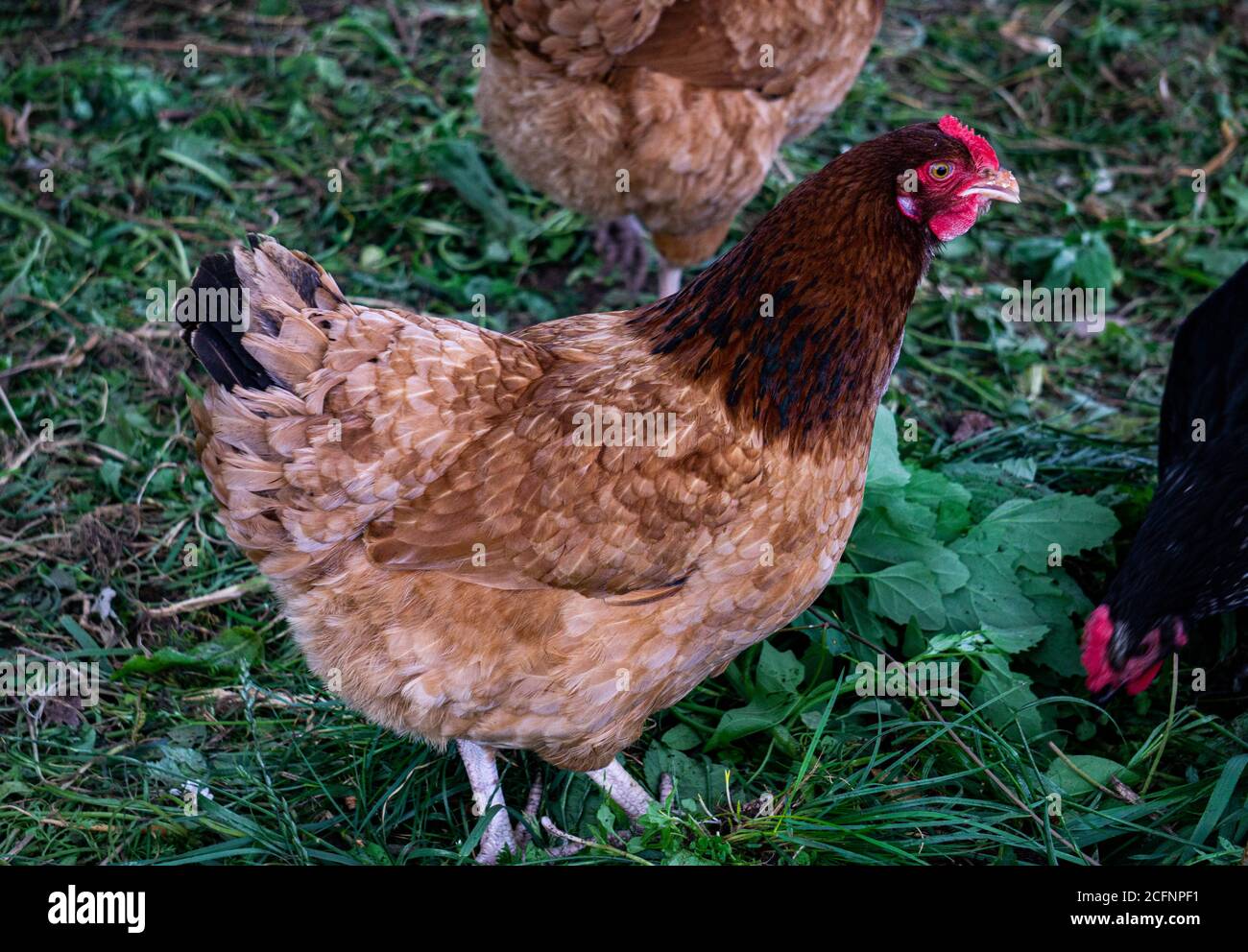 Una gallina bruna a forma di motley cammina in una fattoria in campagna. Foto Stock