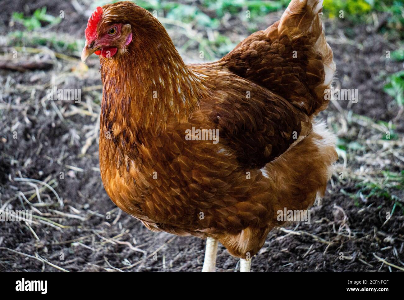 Una gallina bruna a forma di motley cammina in una fattoria in campagna. Foto Stock