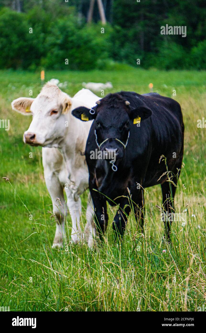 Grandi mucche bianche e nere pascolano sul campo all'aperto. Foto Stock