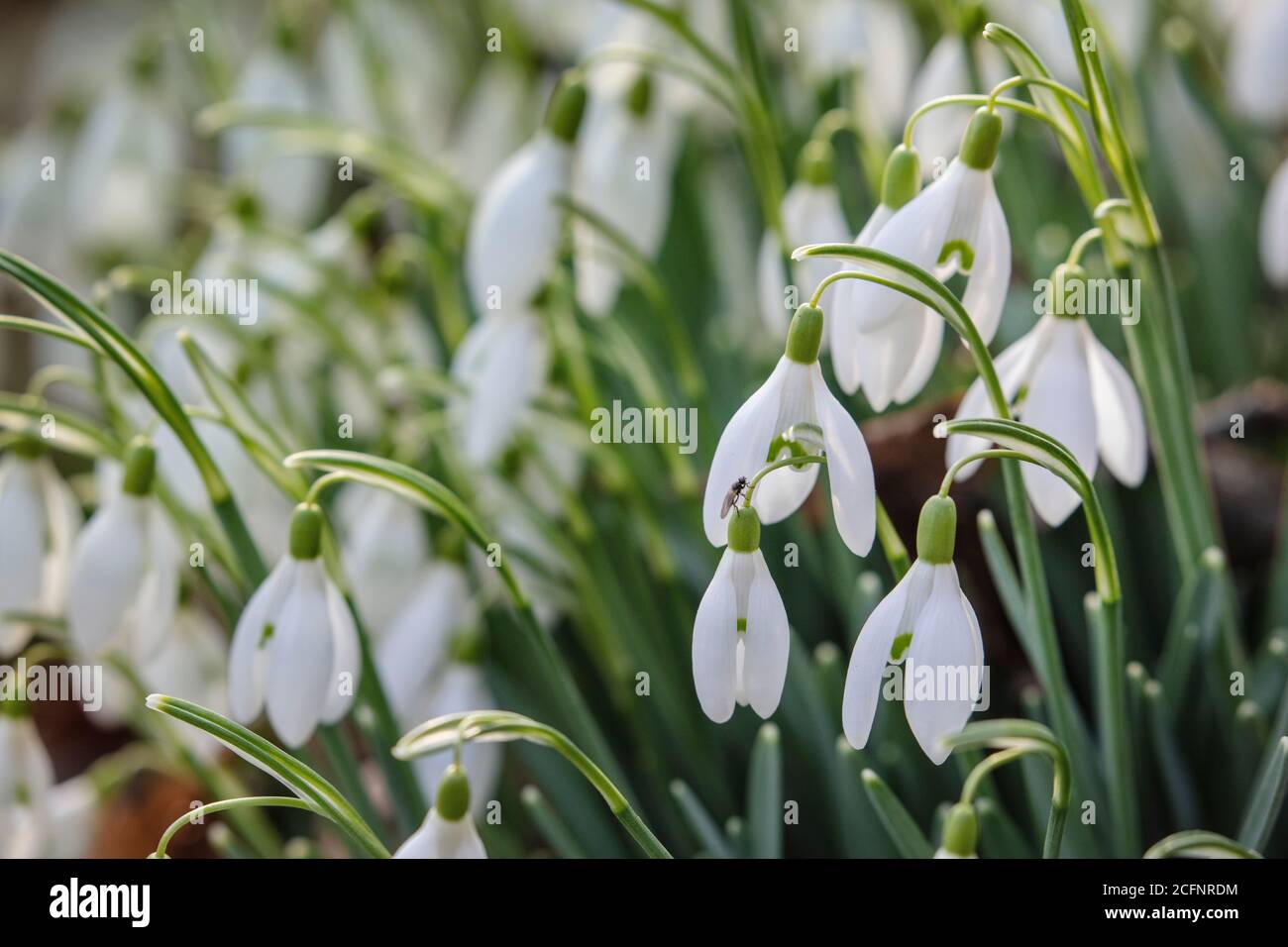 Paesi Bassi, 's-Graveland, tenuta rurale Jagtlust. Nevicate (Galanthus nivalis). Foto Stock