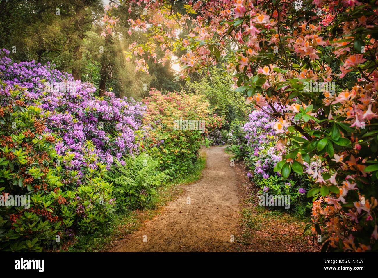 Paesi Bassi, 's-Graveland, tenuta rurale Gooilust. Rododendro fiorito. Foto Stock