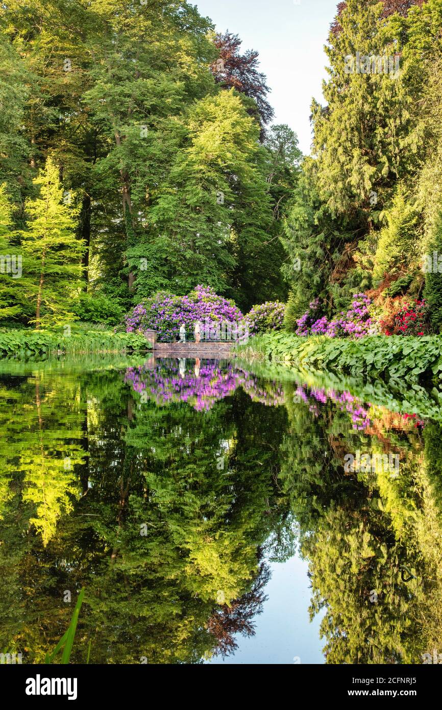 Paesi Bassi, 's-Graveland, tenuta rurale Gooilust. Rododendro fiorito. Coppia senior a piedi. Foto Stock