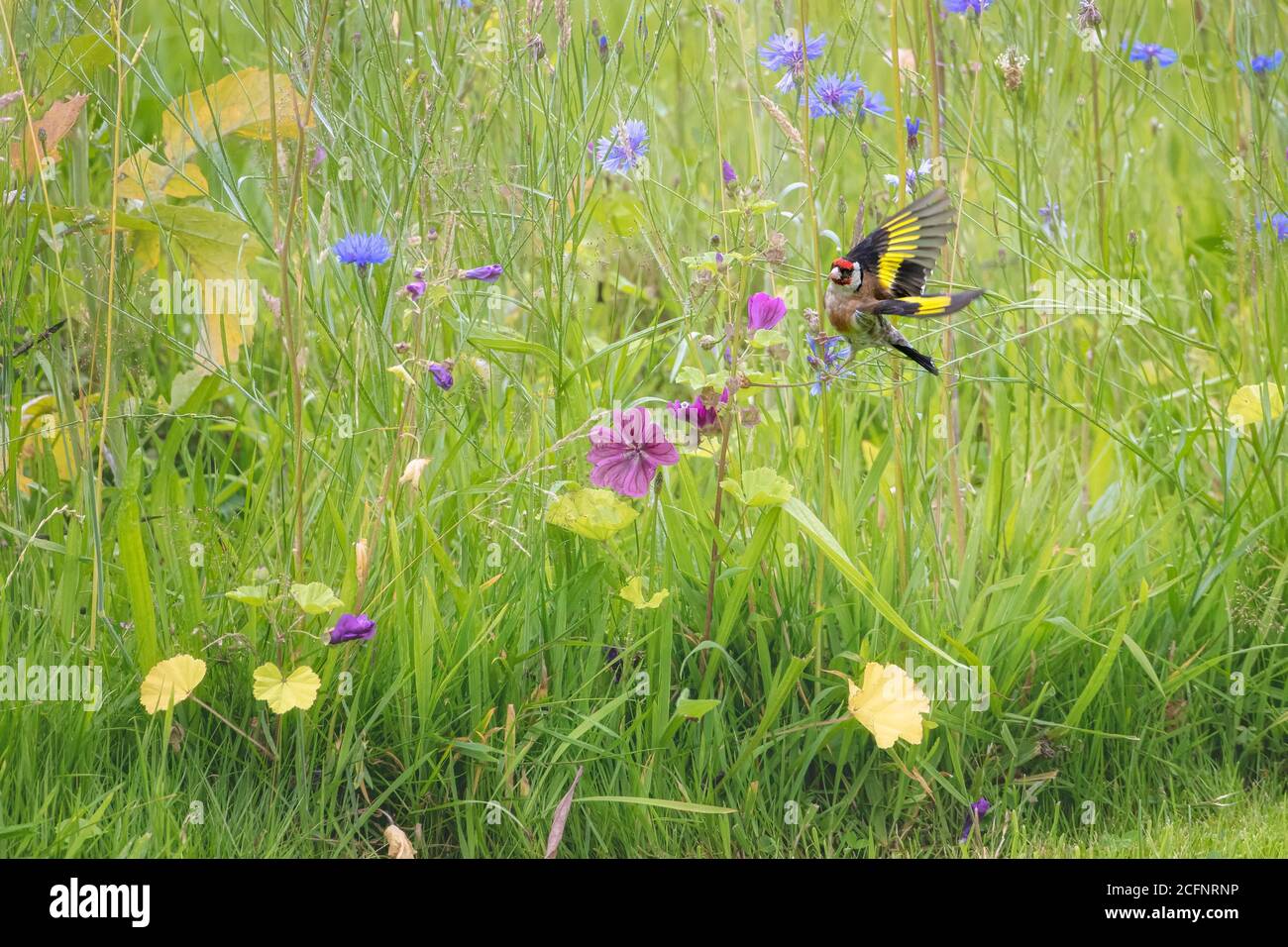 Paesi Bassi, Õs-Graveland, tenuta rurale Hilverbeek. Goldfinch europeo (Carduelis carduelis) e fiori selvatici fioriti. Foto Stock