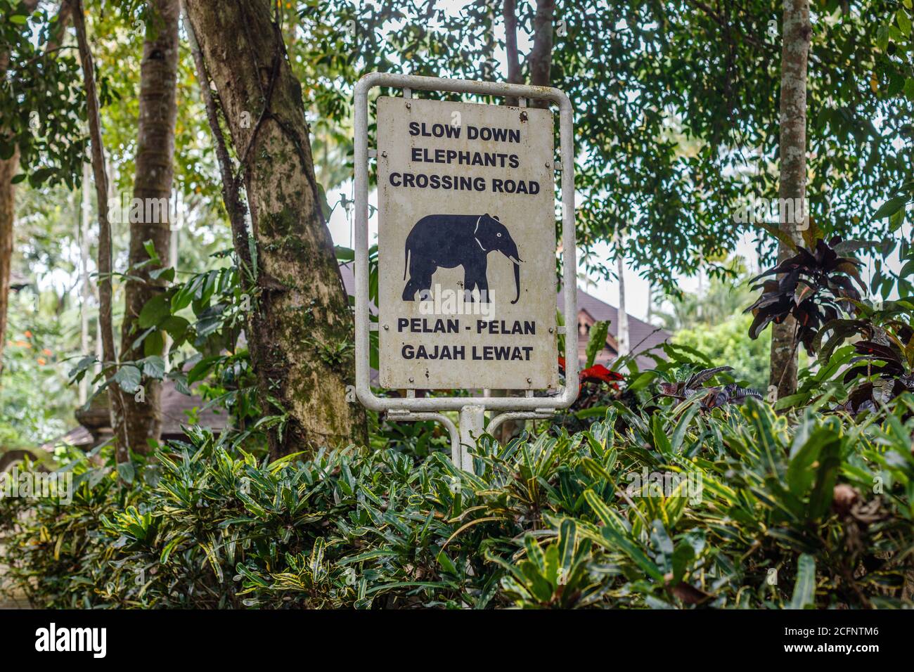 Elefante Sumatran in pericolo critico. Bali, Indonesia Foto Stock