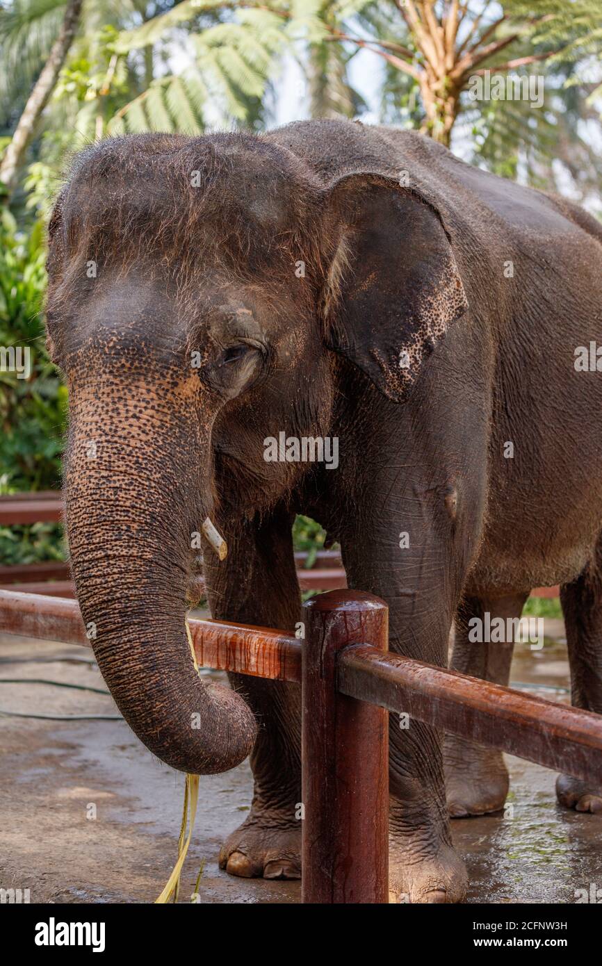 Elefante Sumatran in pericolo critico. Bali, Indonesia Foto Stock