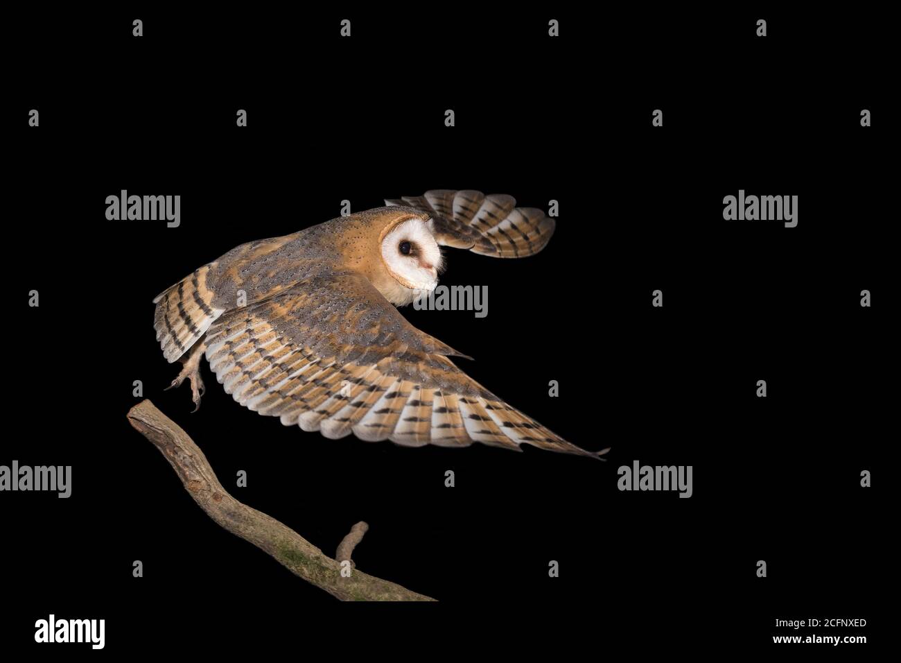Dinamica di volo del granaio (Tyto alba) Foto Stock