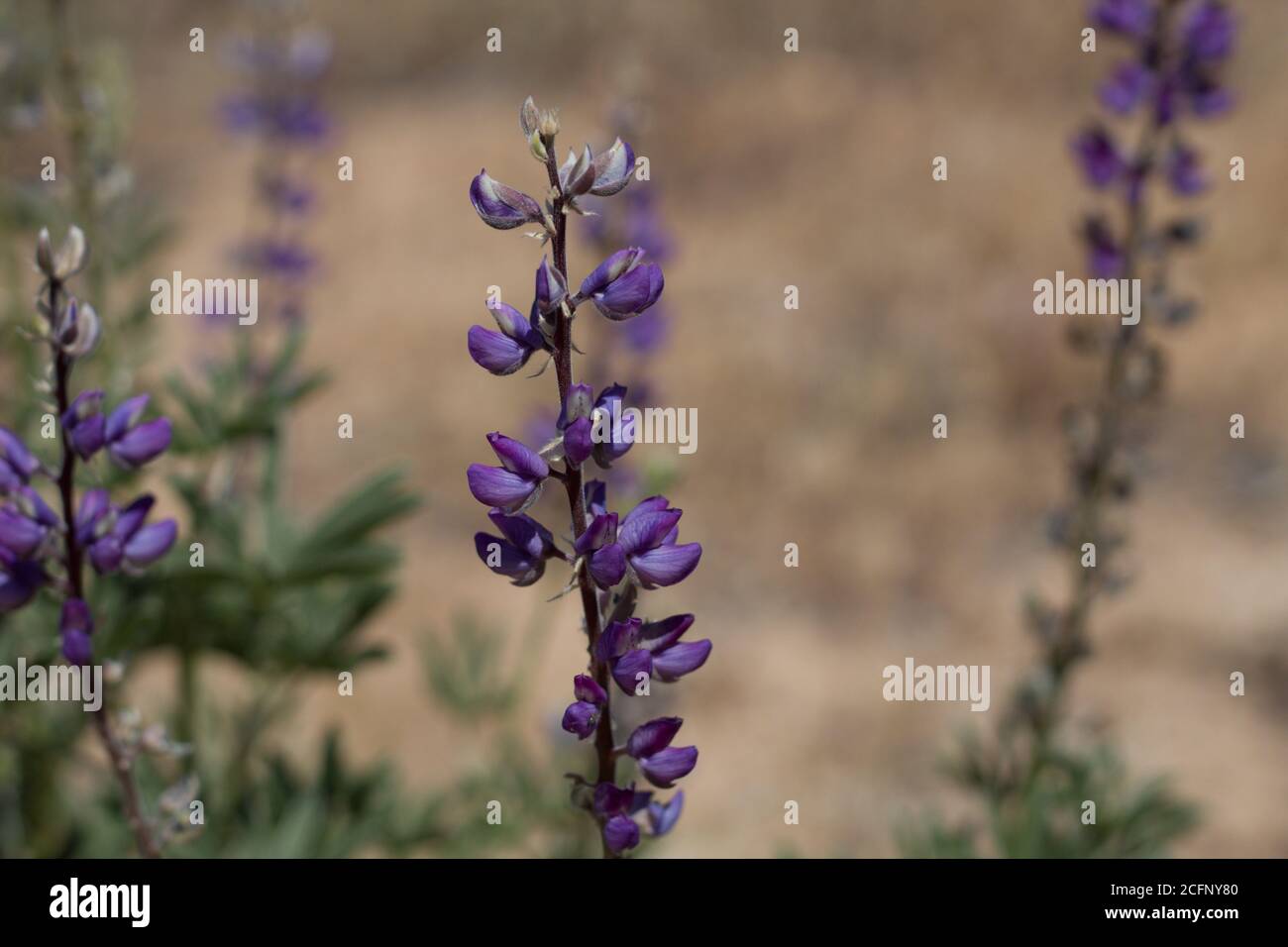 Inflorescenza del raceme viola, Arizona Lupin, Lupin Arazonicus, Fabaceae, bisessuale nativo annuale, Joshua Tree National Park, Mojave Desert meridionale. Foto Stock