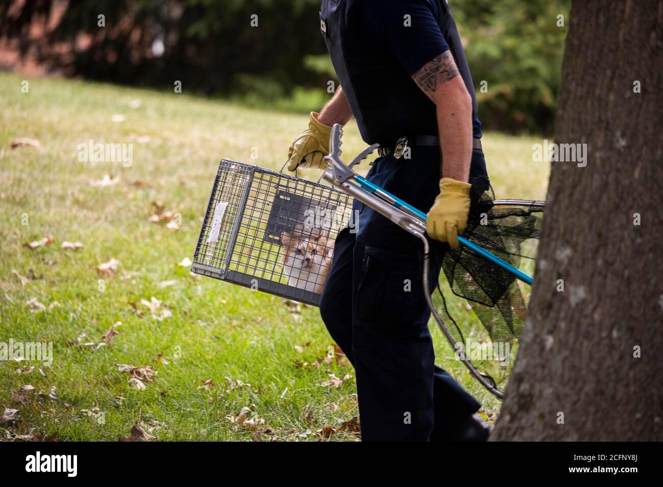 Bloomington, Stati Uniti. 06 settembre 2020. Un gatto viene portato al rifugio degli animali mentre la polizia indaga su un triplice omicidio-suicidio che ha lasciato quattro membri della comunità morti in una casa nel blocco 2600 di S. Olcott Blvd., nel quartiere di Hyde Park. Il motivo per le sparatorie è sconosciuto, e la polizia continua a indagare. Credit: SOPA Images Limited/Alamy Live News Foto Stock