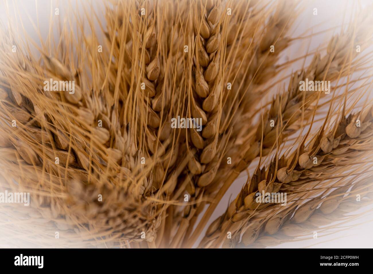 Mazzo di orecchie di grano su sfondo neutro. Concetto di dieta mediterranea. Con vignettatura Foto Stock