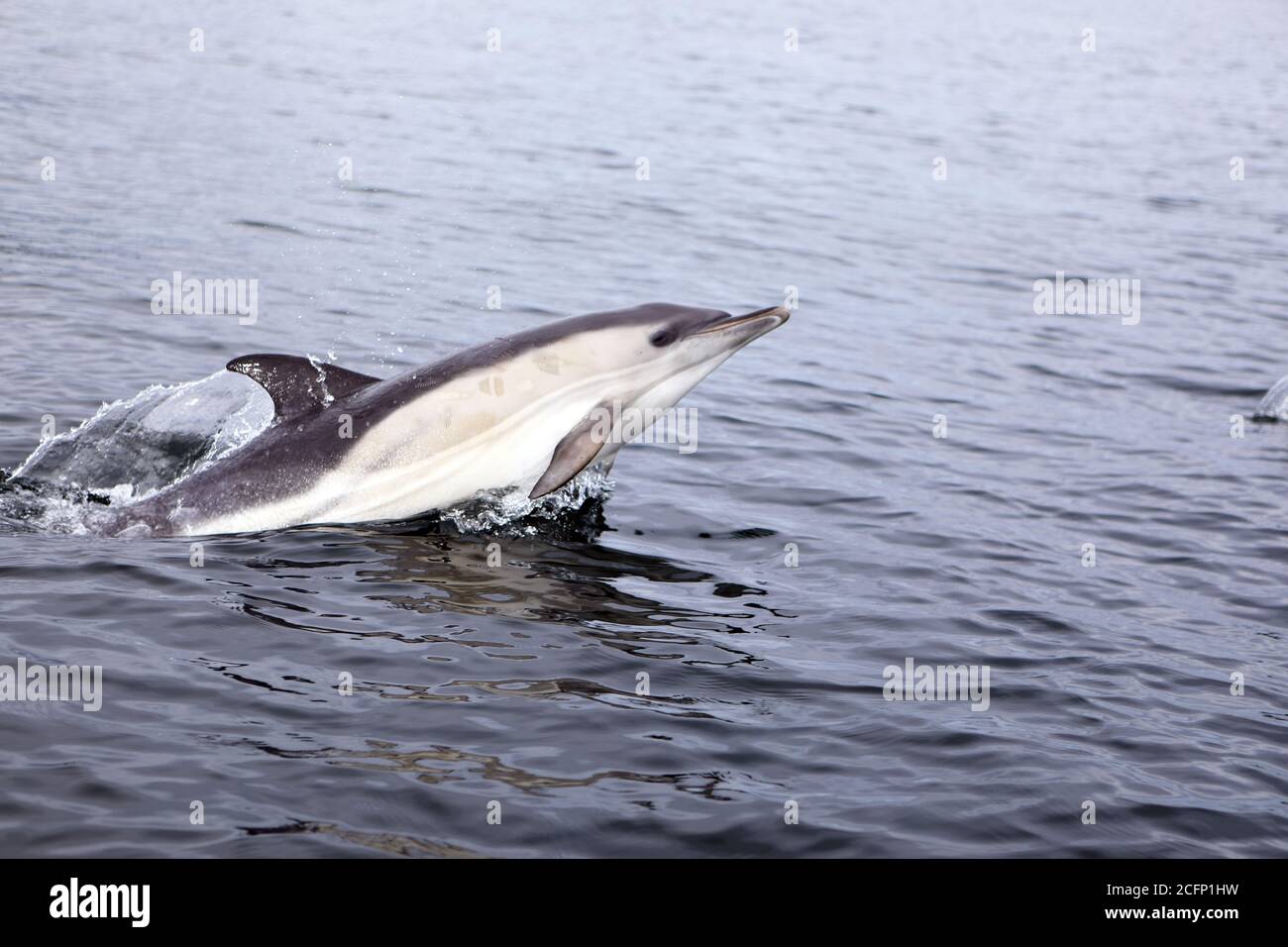 Allevamento comune di delfini nell'Oceano Atlantico, al largo della costa dell'isola di Mull, nelle Ebridi interne della Scozia Foto Stock