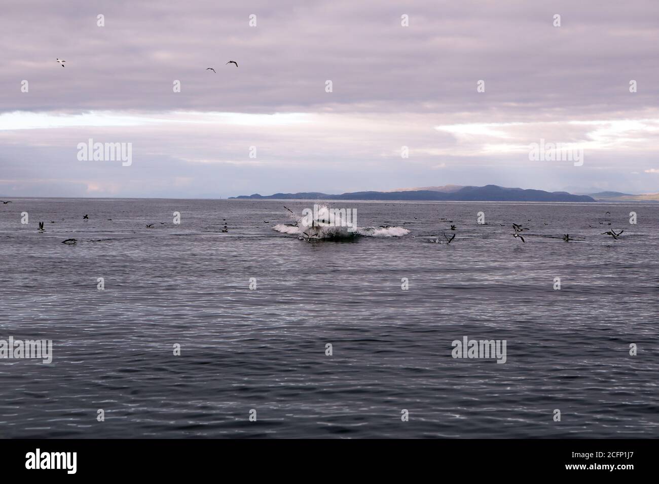Le balenotteri di Minke che scatteranno le acque di taglio di Manx mentre si affacciano e si nutrano L'Oceano Atlantico al largo dell'Isola di Coll in Le Ebridi interne della Scozia Foto Stock