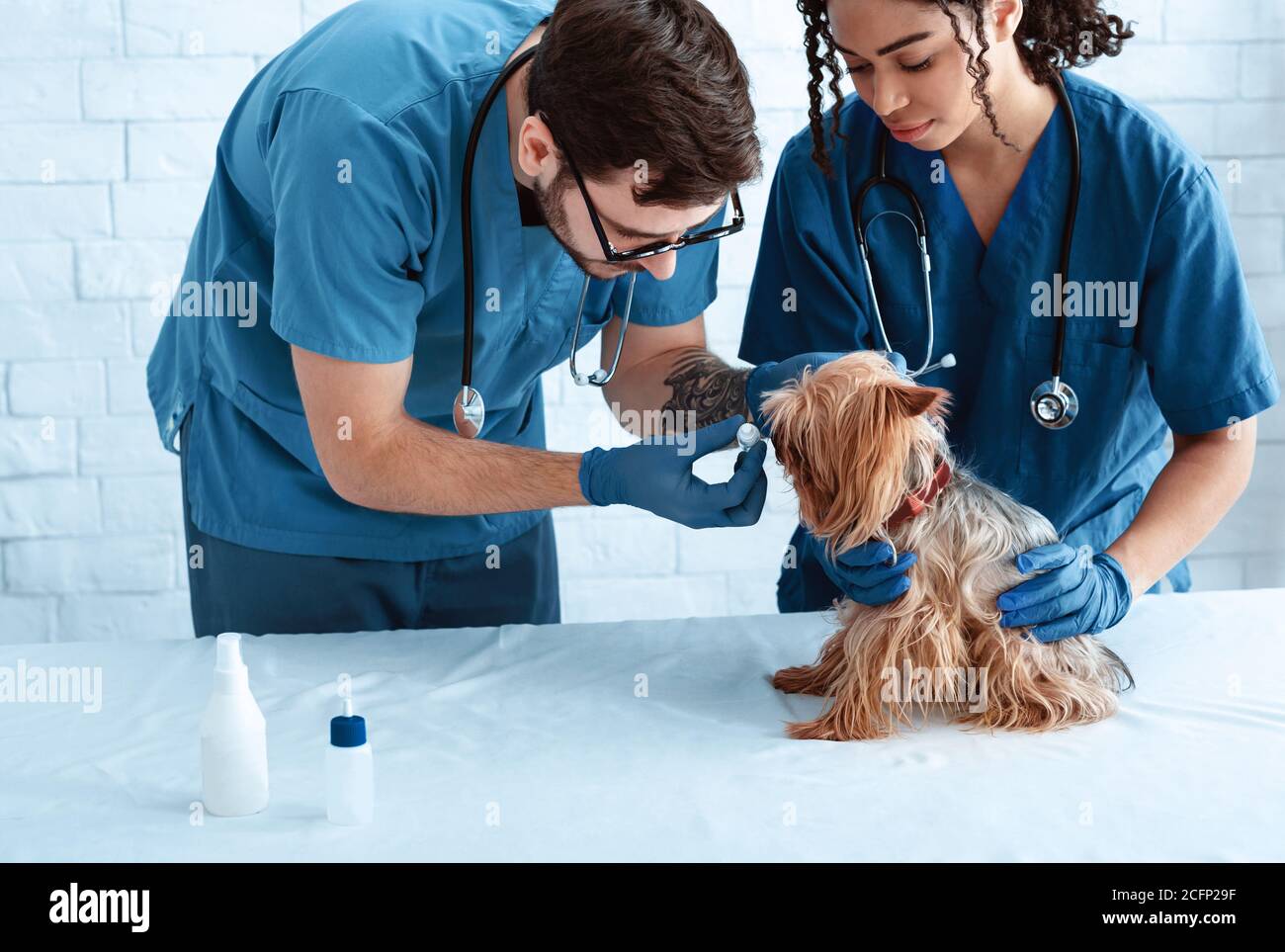 Medici veterinari con gocce di orecchio e carino piccolo doggy a. clinica animale Foto Stock