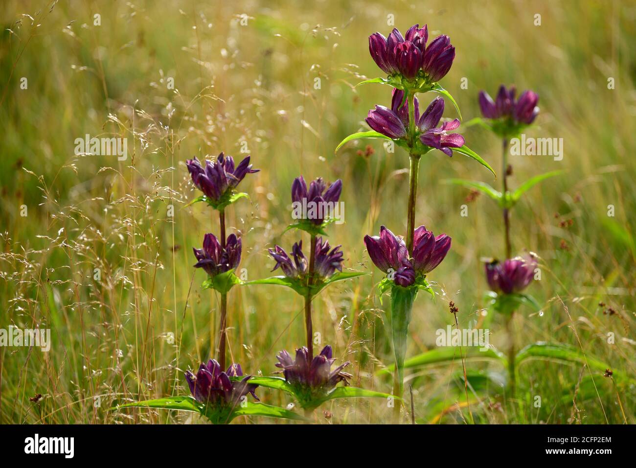 Prato Clary (Salvia pratensis) fiorire in un prato. Repubblica Ceca Foto Stock