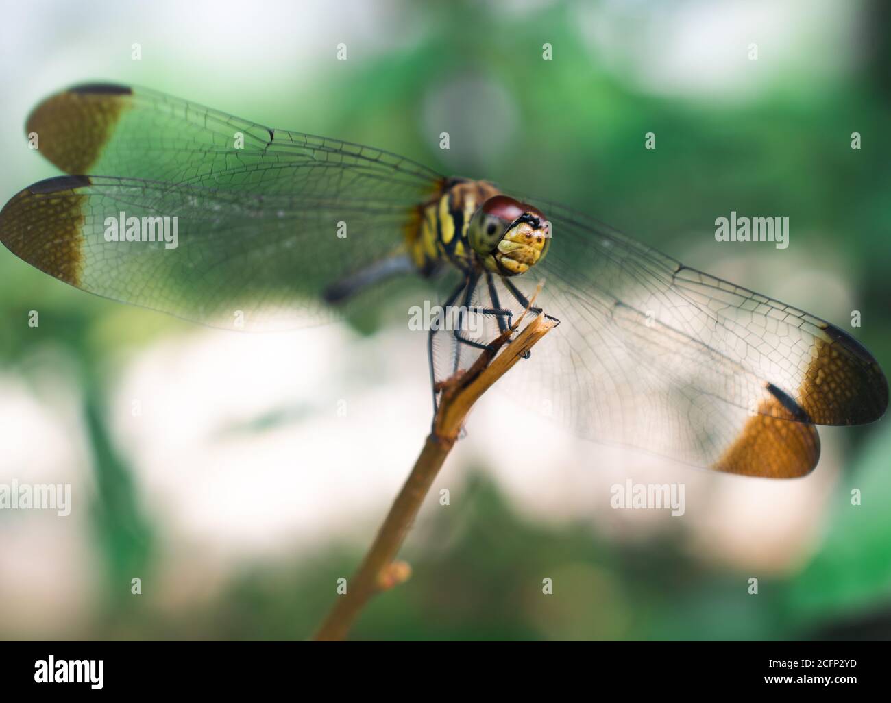 Macro natura di una libellula Foto Stock