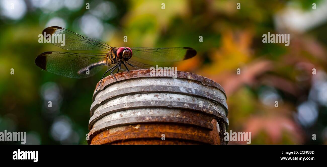 Macro natura di una libellula Foto Stock