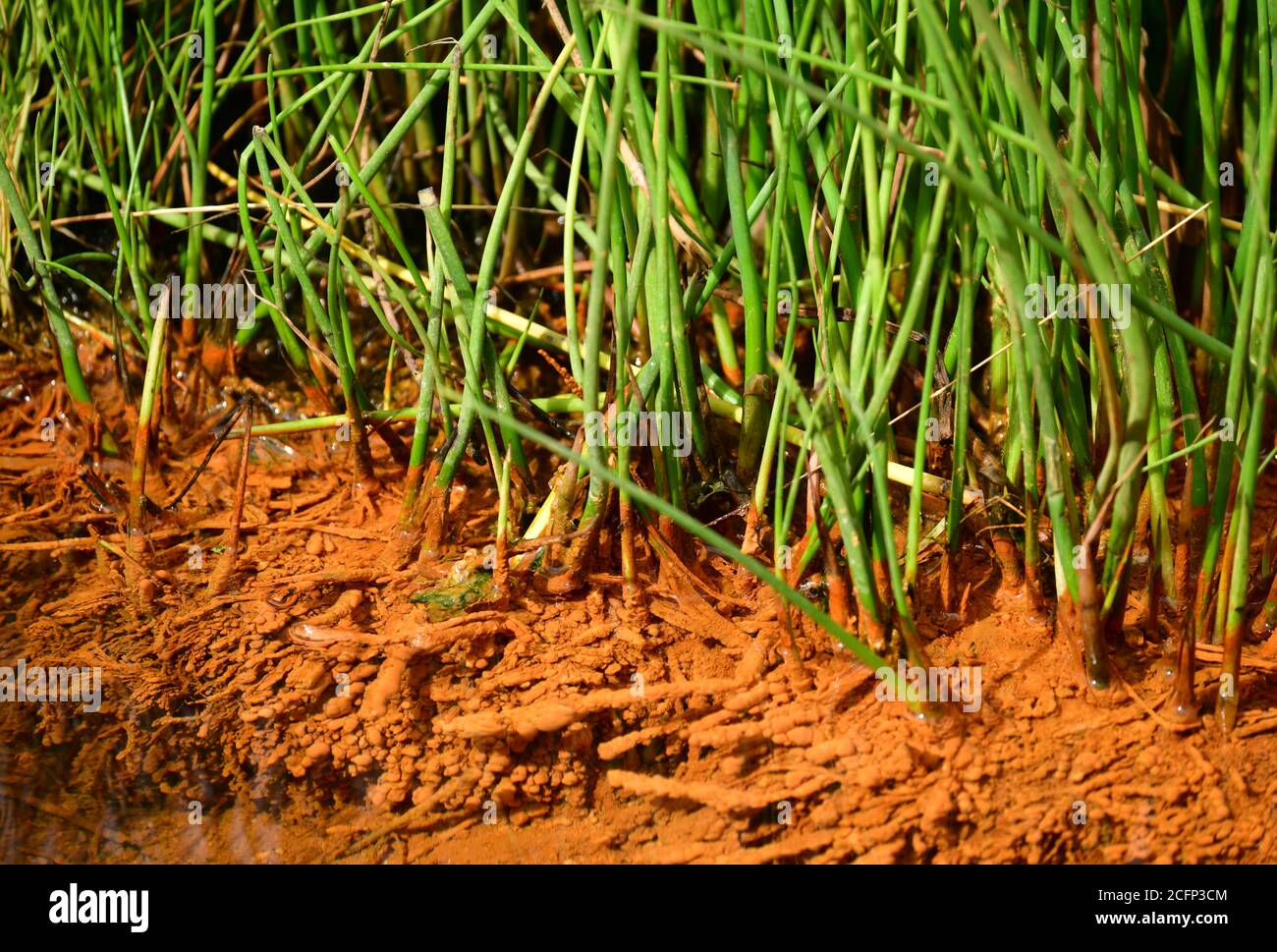 Primo piano di radici di Reedgrass che crescono in stagno di torba, Repubblica Ceca, Europa Foto Stock