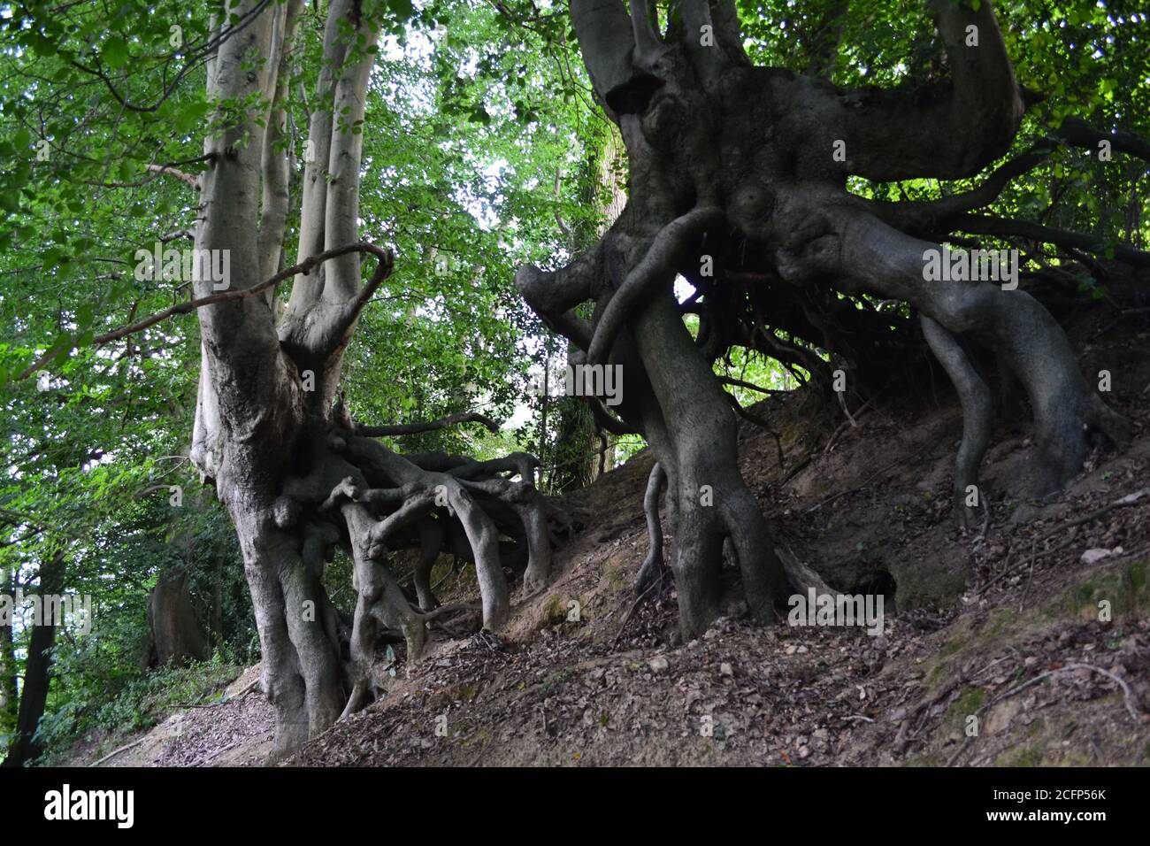 Incredibili alberi di faggio che crescono da un argine come le tende del Signore degli anelli. Gli alberi sembrano come se fossero in grado di camminare. A Underriver, Kent. Foto Stock