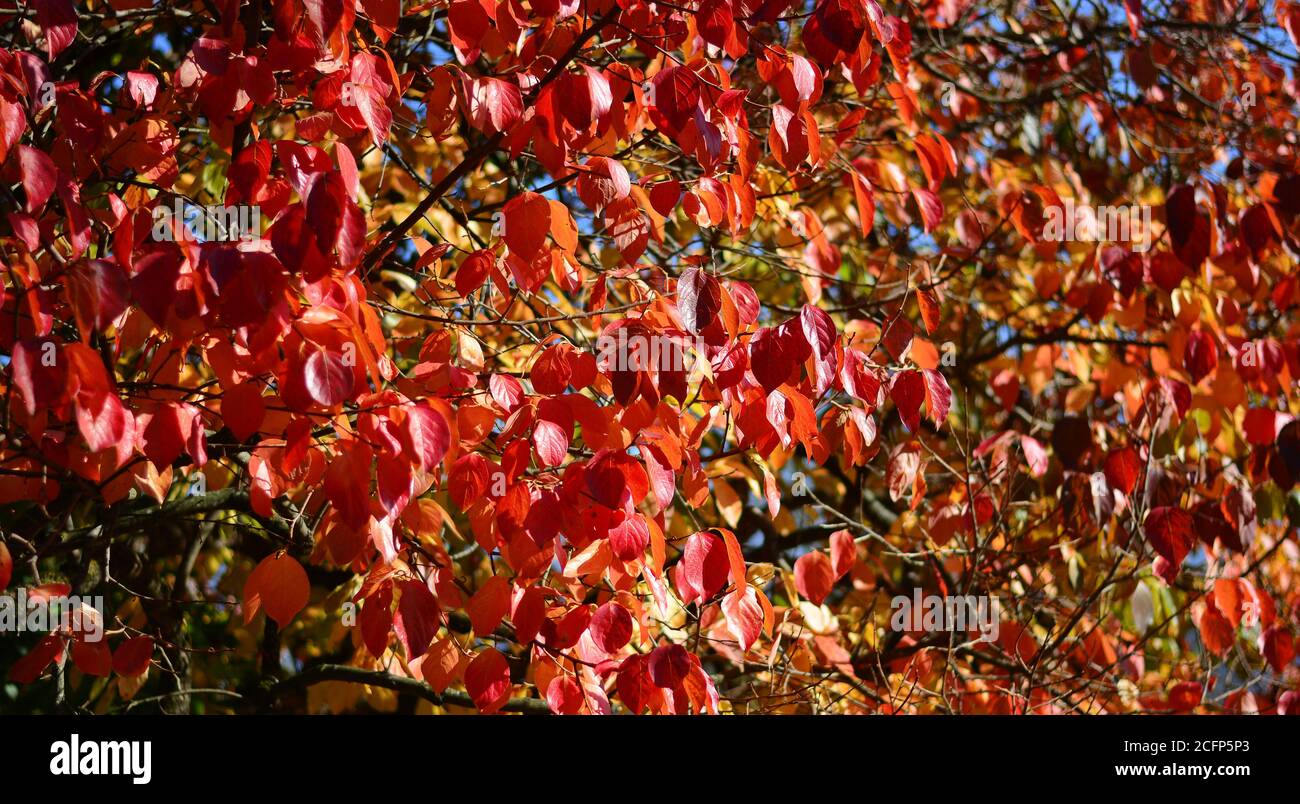 i bei colori delle foreste autunnali Foto Stock