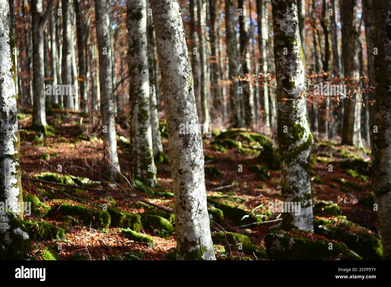 i bei colori delle foreste autunnali Foto Stock
