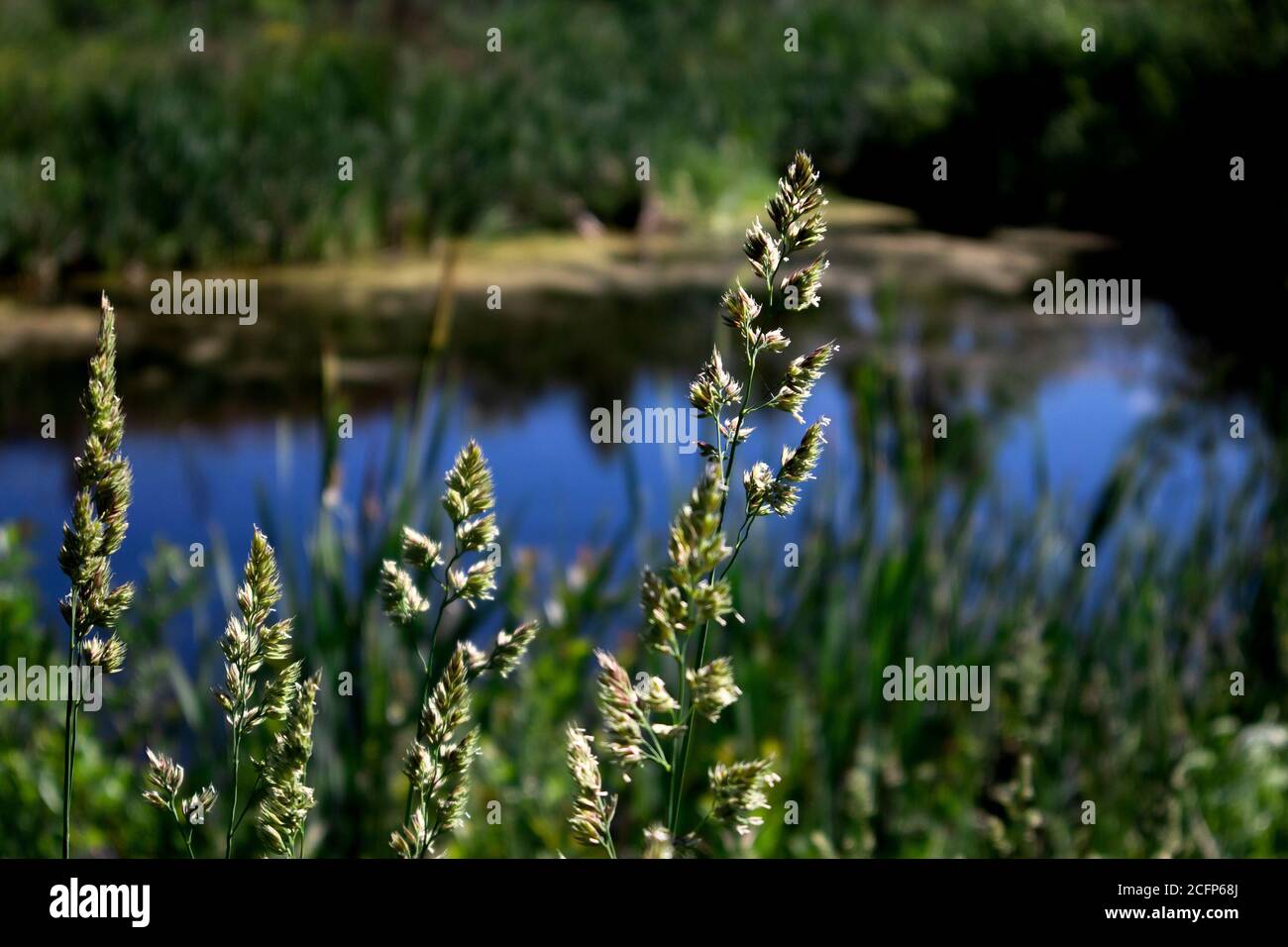 Punte di erba perenne phleum pratense vicino contro piccolo stagno rurale con riflesso cielo blu Foto Stock