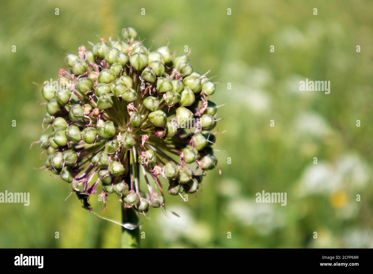 Bella testa di semi rotonda di cipolla decorativa, pianta di prato perenne comune Foto Stock