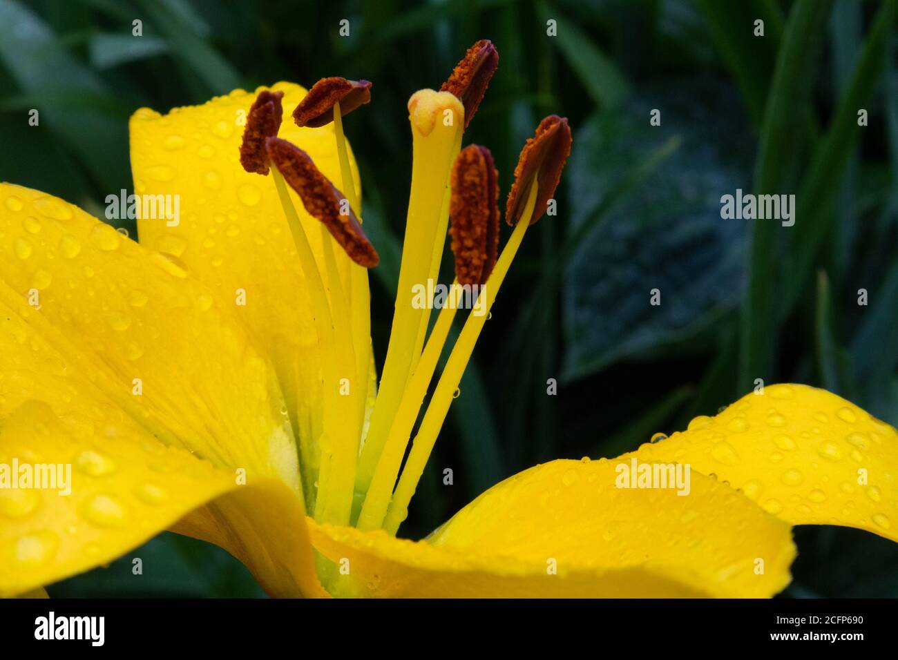 Splendido fiore lussureggiante di giallo lilly con gocce di pioggia vicino contro fogliame umido Foto Stock