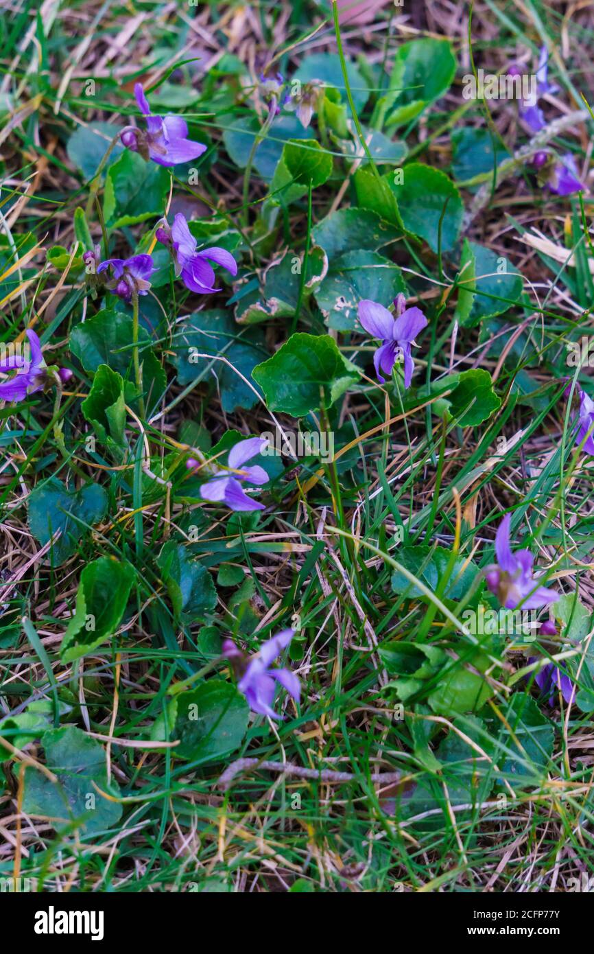 Foresta viola con fiori viola in una radura nel foresta primaverile Foto Stock
