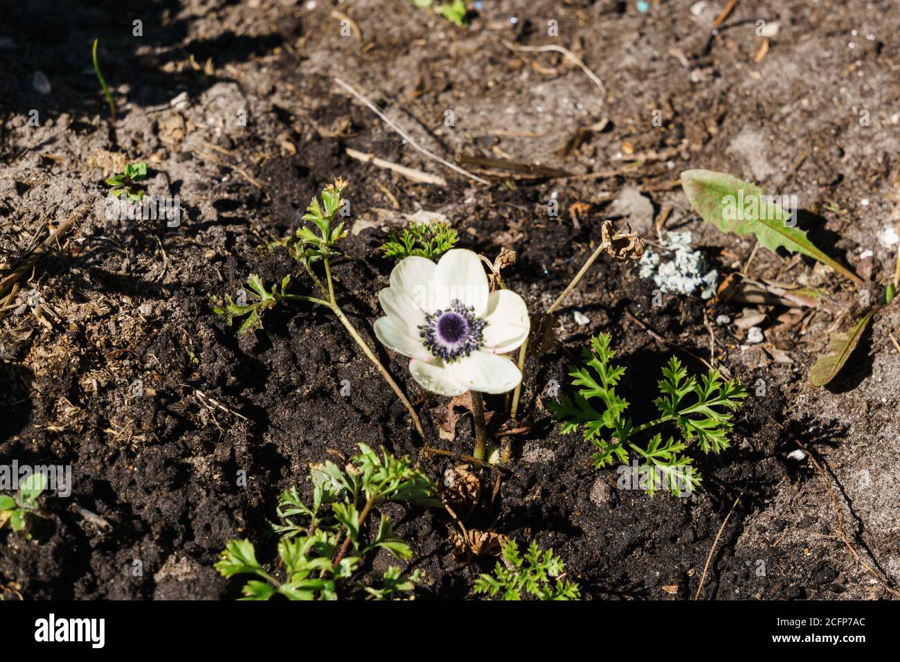 Bella fioritura di anemoni fiori bianchi su un letto fiorito in il giardino Foto Stock