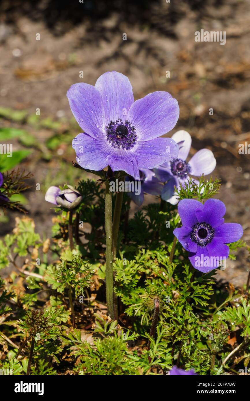 Bella fioritura di fiori porpora anemone su un letto fiorito dentro il giardino Foto Stock